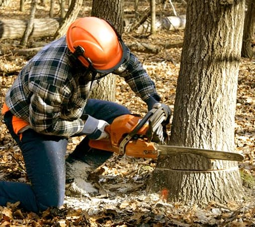 Tree Removal in Francis Creek, WI